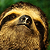 The Sloth